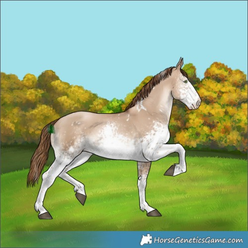 Horse Color:White Spotted Liver Red Dun Pearl
