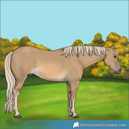 Horse Color:Chocolate Palomino Dun 