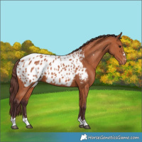 Horse Color:Chocolate Bay Appaloosa