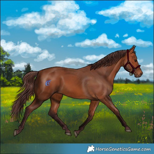 Horse Color:Chocolate Bay 