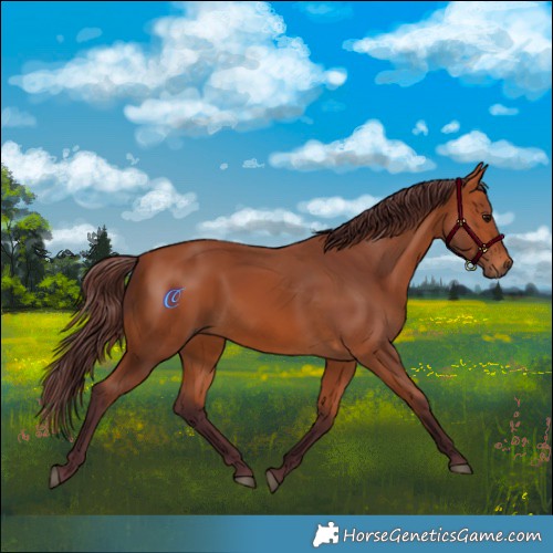 Horse Color:Chocolate Bay 