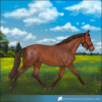 Horse Color:Chocolate Bay 