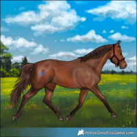 Horse Color:Chocolate Bay 