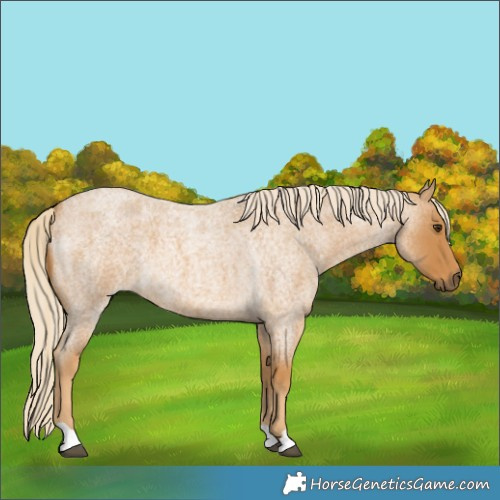 Horse Color:Palomino Roan 