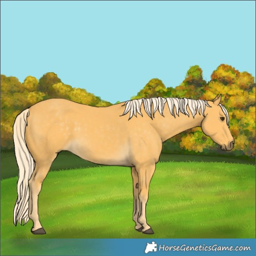 Horse Color:Palomino 
