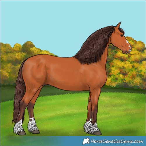 Horse Color:Chocolate Bay
