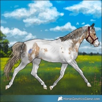 Horse Color:Chocolate Palomino Mushroom Sabino Tobiano Rabicano