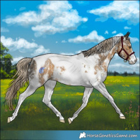 Horse Color:Chocolate Palomino Mushroom Sabino Tobiano Rabicano