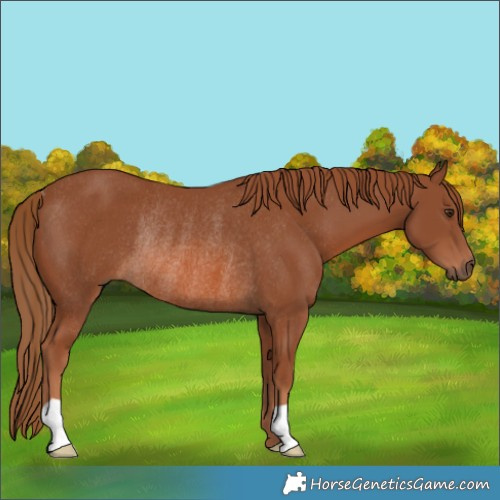 Horse Color:Chestnut Rabicano 
