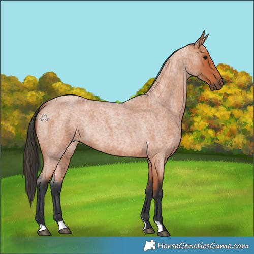 Horse Color:Bay Roan 