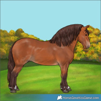 Horse Color:Chocolate Bay 