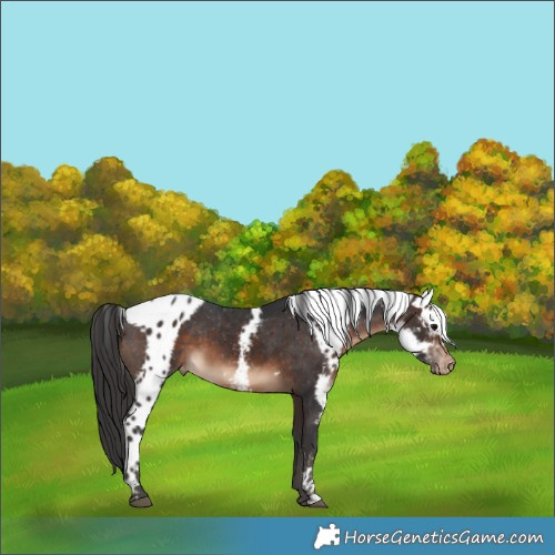 Horse Color:Bay Skewed Appaloosa 