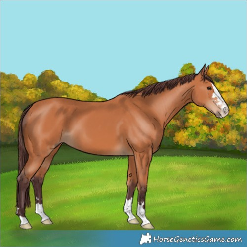 Horse Color:Chocolate Bay 