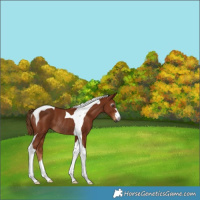 Horse Color:Gray Chestnut Tobiano Rabicano 