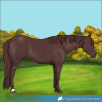 Horse Color:Chocolate Black 