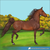 Horse Color:Chocolate Bay 