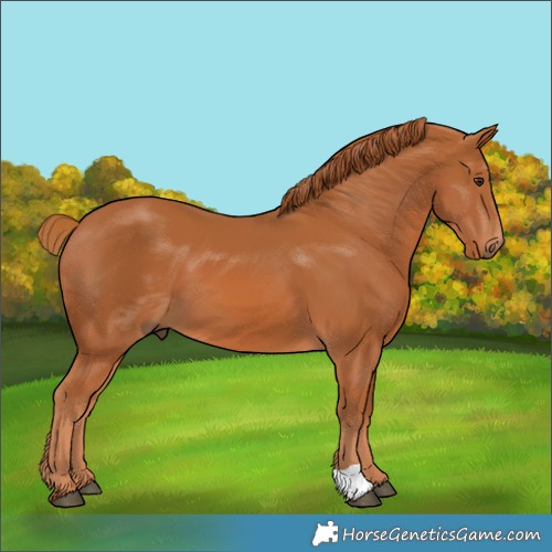 Horse Color:Unknown 