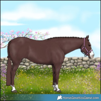 Horse Color:Chocolate Black