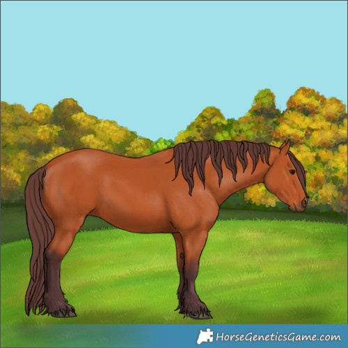 Horse Color:Chocolate Bay 