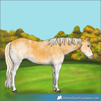Horse Color:White Spotted Palomino 