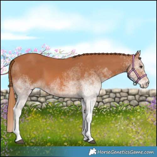 Horse Color:White Spotted Chestnut