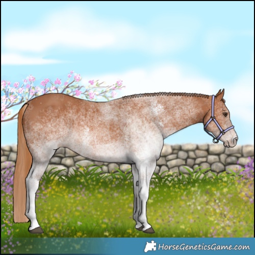 Horse Color:White Spotted Chestnut 