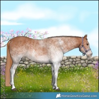 Horse Color:White Spotted Chestnut 