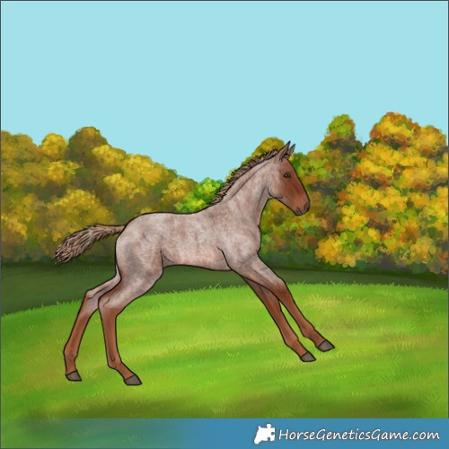 Horse Color:Red Roan 