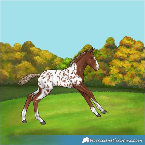Horse Color:Chestnut Appaloosa 