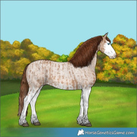 Horse Color:Red Dun Splash and Red Dun Roan Splash