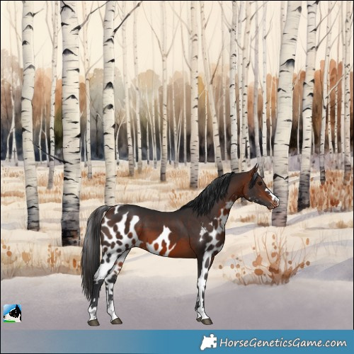 Horse Color:Bay Skewed Appaloosa