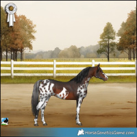 Horse Color:Bay Skewed Appaloosa 