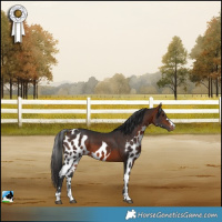 Horse Color:Bay Skewed Appaloosa 