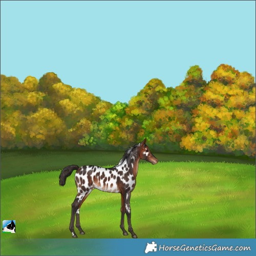 Horse Color:Bay Skewed Appaloosa 