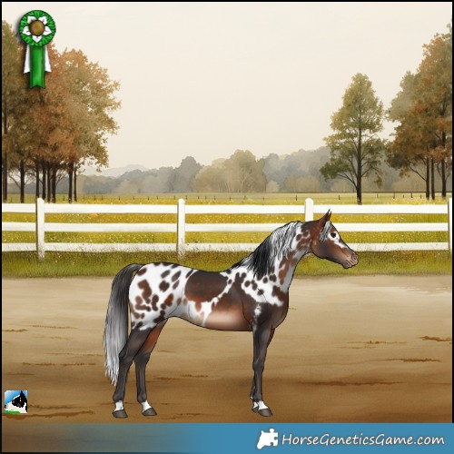 Horse Color:Bay Skewed Appaloosa 