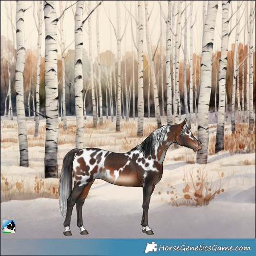 Horse Color:Bay Skewed Appaloosa
