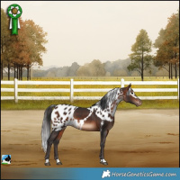 Horse Color:Bay Skewed LP Spotted