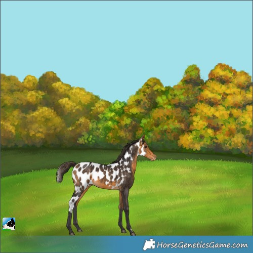 Horse Color:Buckskin Skewed LP Spotted 