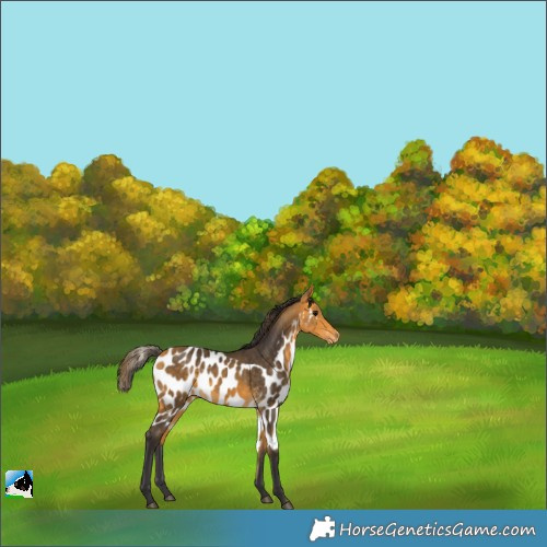 Horse Color:Buckskin Skewed LP Spotted 