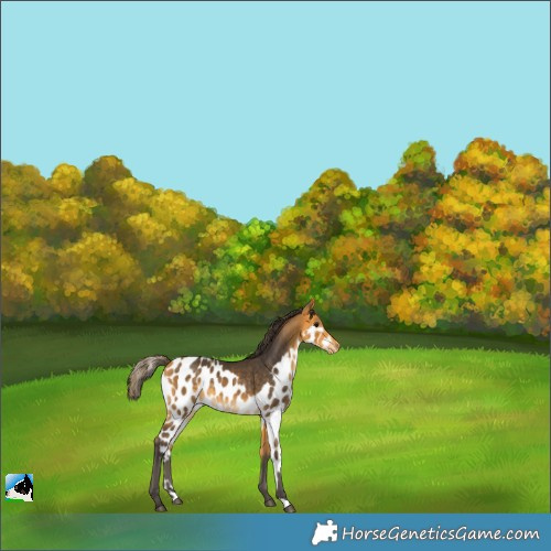 Horse Color:Buckskin Skewed LP Spotted 