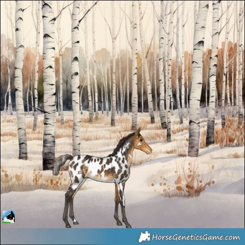 Horse Color:Buckskin Skewed Appaloosa 