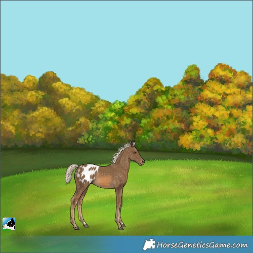 Horse Color:Chocolate Palomino Appaloosa 