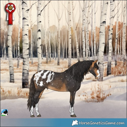 Horse Color:Buckskin Appaloosa 