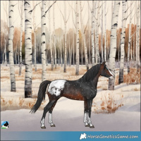 Horse Color:Brown Splash Appaloosa 