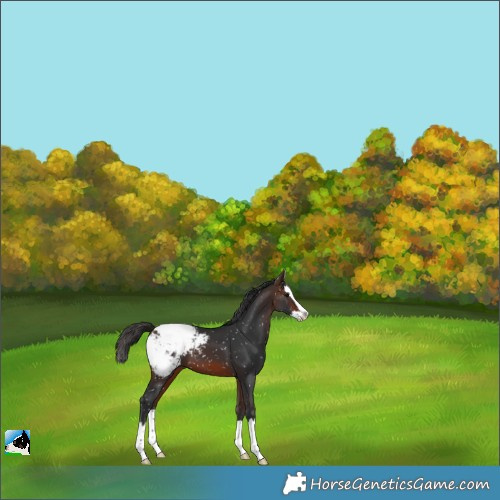 Horse Color:Brown Splash Appaloosa 
