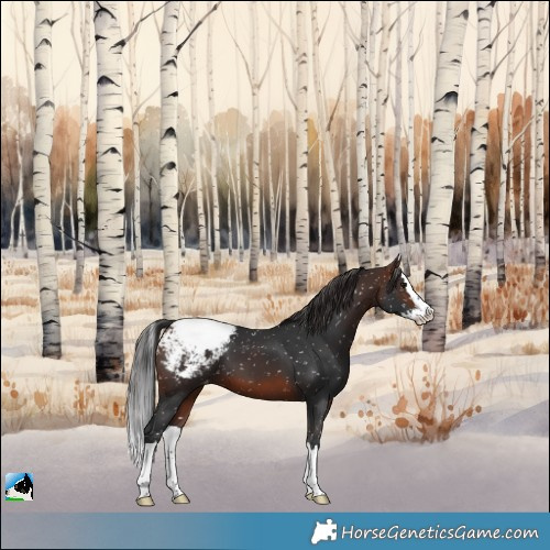 Horse Color:Brown Splash Appaloosa 