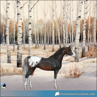 Horse Color:Brown Splash Appaloosa 