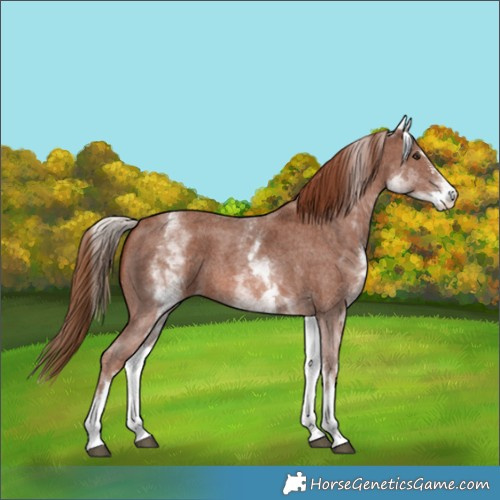 Horse Color:White Spotted Chestnut Sabino 