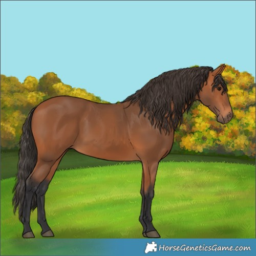 Horse Color:Bay 