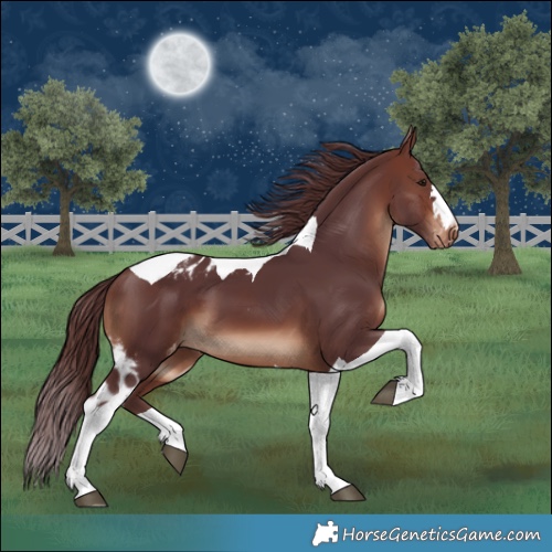 Horse Color:Chocolate Brown Tobiano Skewed LP Spotted 